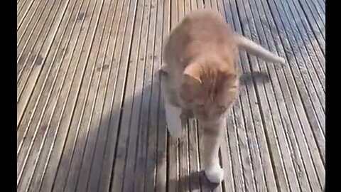 This Cat Is Definitely A Liberal - HaloRockNews