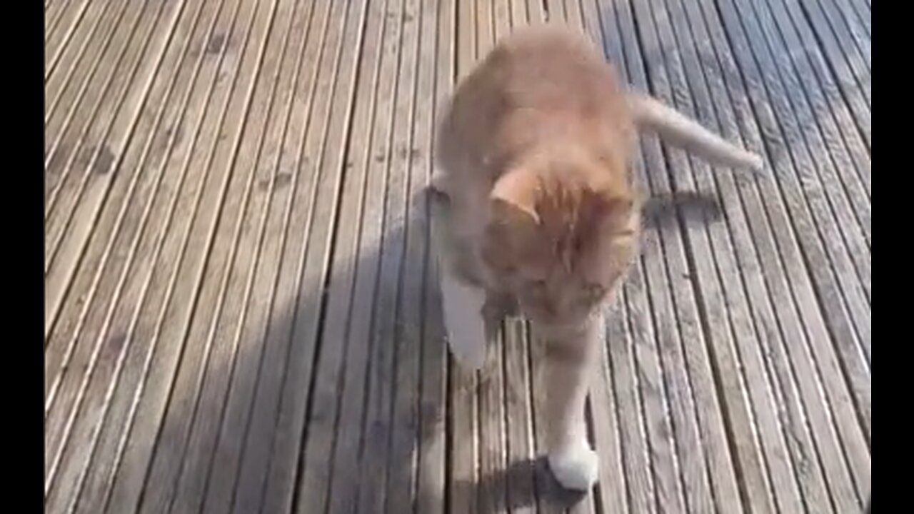 This Cat Is Definitely A Liberal - HaloRockNews