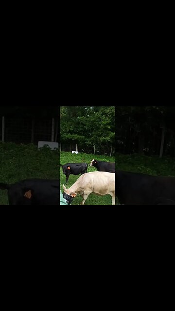 She might be a little slow. #farm #ranch #farmlife #cattle #calf #ranchlife