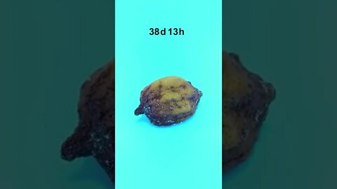 Most Popular time lapse fruits video #shorts (4)
