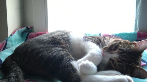 Sweet Kitten Covers His Eyes with the Paws