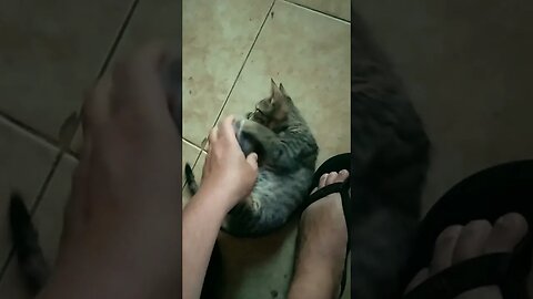 Wiki jugando