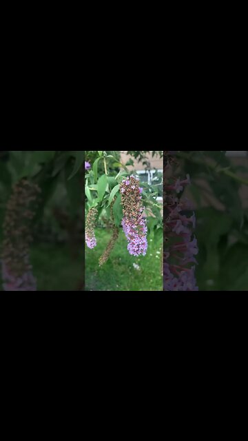 Bumble bee collecting pollen from a purple flower