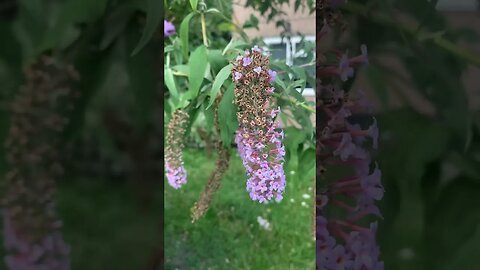 Bumble bee collecting pollen from a purple flower