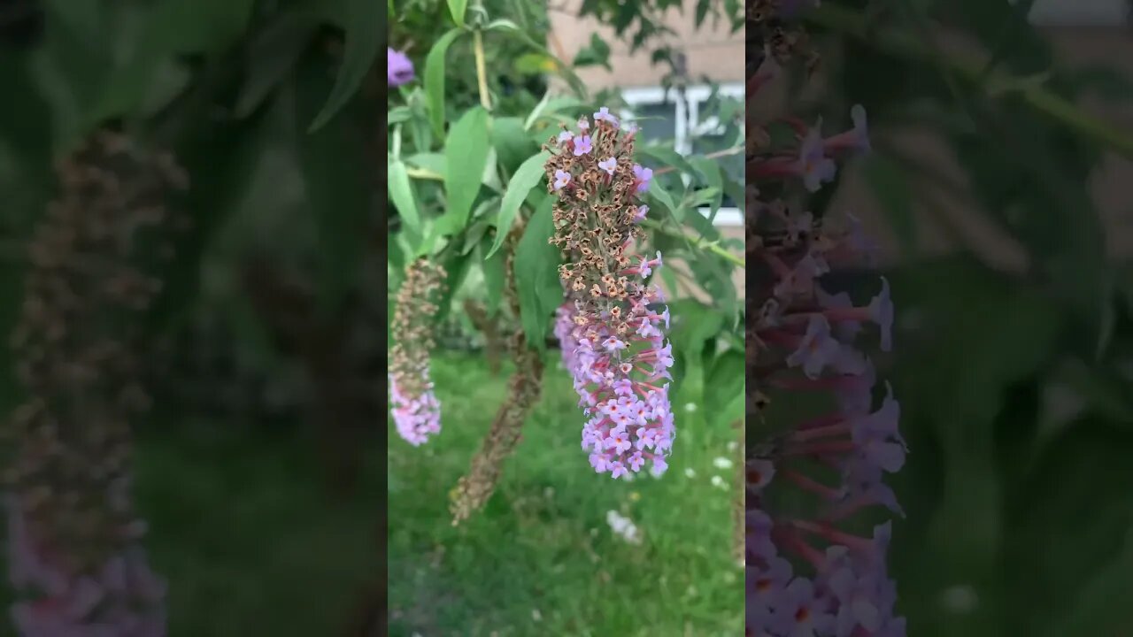 Bumble bee collecting pollen from a purple flower
