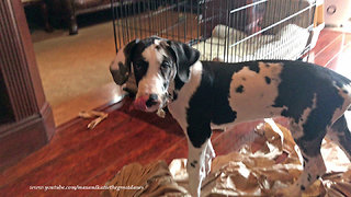 Great Dane puppy is a paper shredding machine