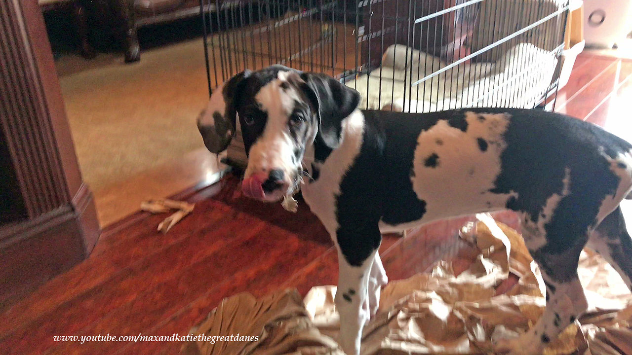 Great Dane puppy is a paper shredding machine