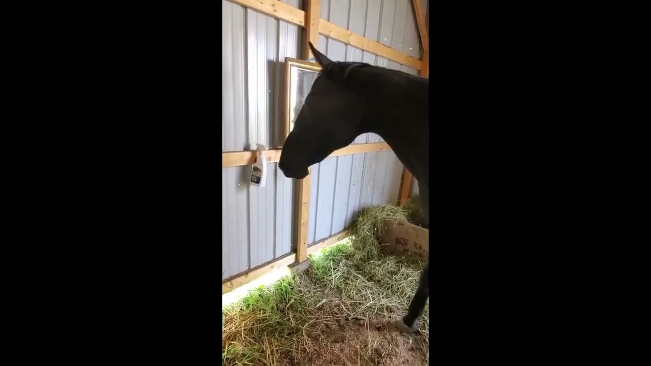 Horse Discovers A Mirror For The First Time