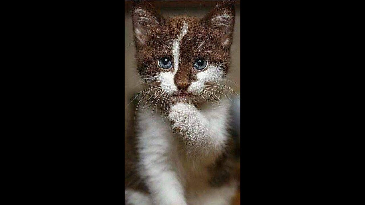 Baby # cat my baby viral # cat