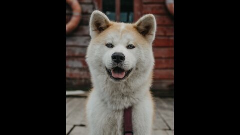 Funny animals beautifully and are fun