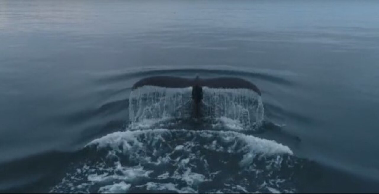 Footage Of A Whale Swimming In The Ocean
