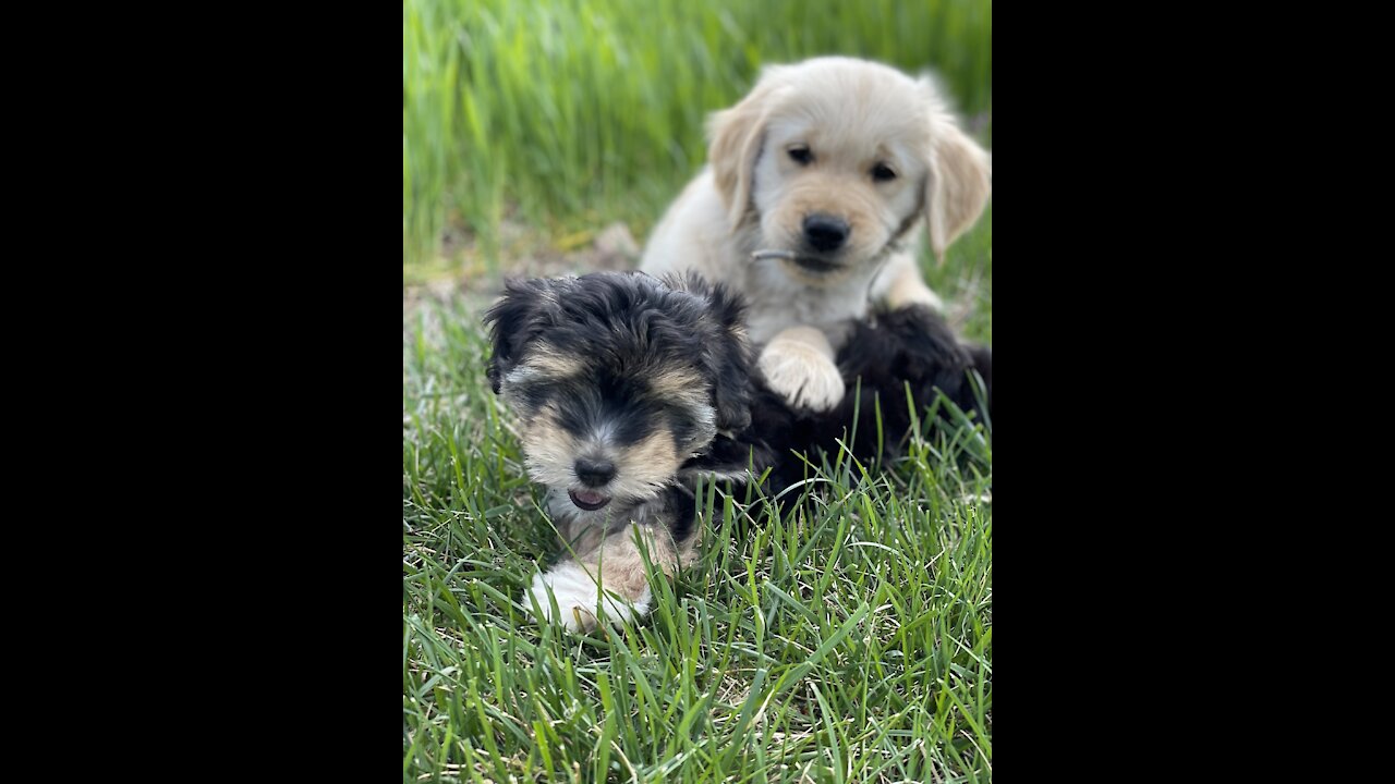 Super cute 9 week golden retriever puppy running in grass