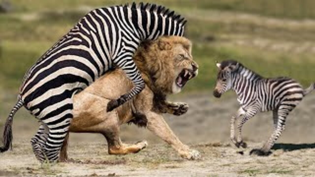 Unbelievable...Zebra Joins Forces To Attack Lions To Protect Their Babies - Lion, Zebra, Tiger, Bear