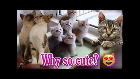 Adorable Cats Compilation | Cat Lovers