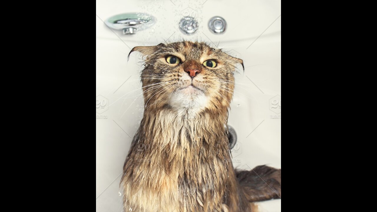 Funny Cats Hate Falling in Water