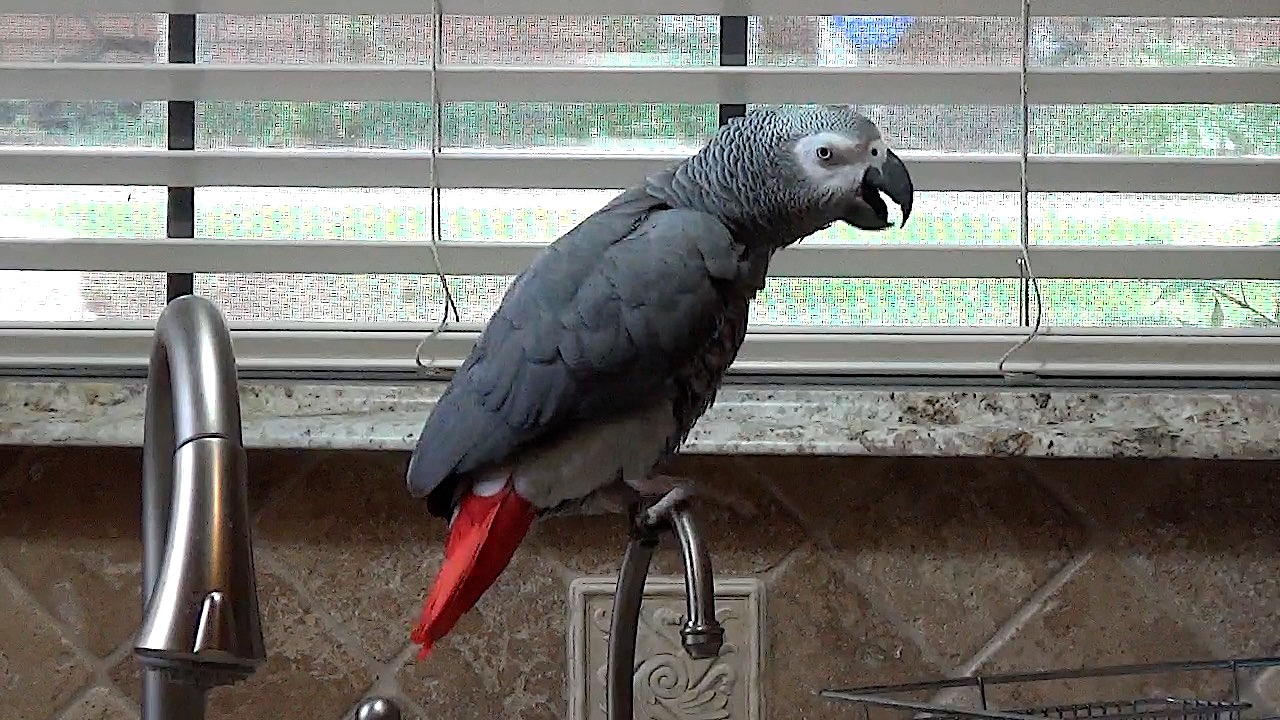 Talking parrot has an amazing gift of gab