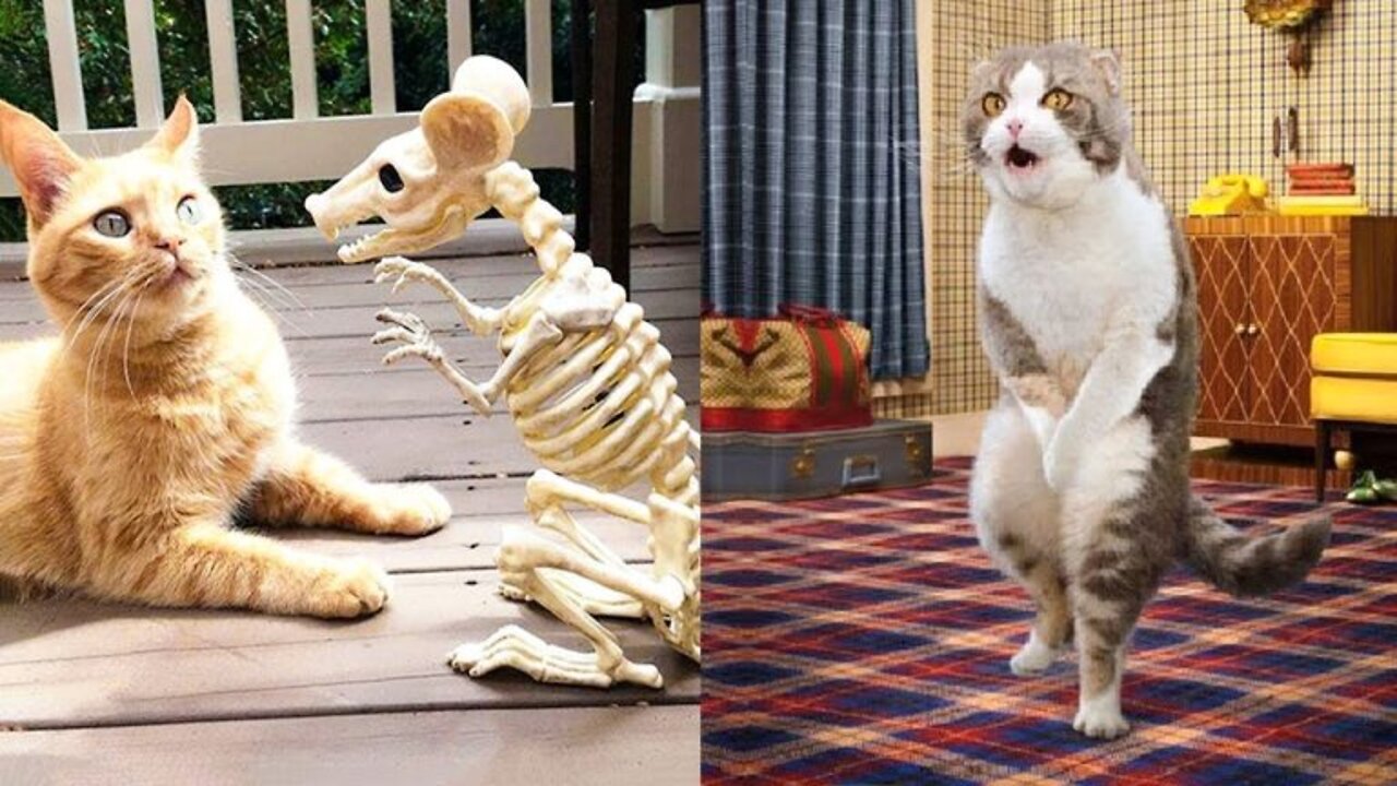 Can't Stop Laughing with 😆 Funny Animals Trolling Human - LIFE FUNNY PETS 🐯🐶