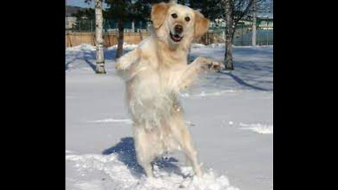 Dog Dancing