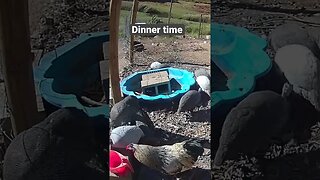 Farm surveillance. Guinea fowl
