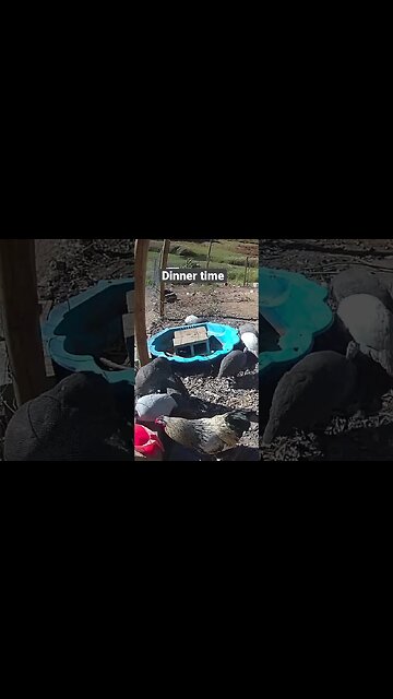 Farm surveillance. Guinea fowl