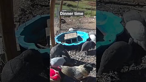 Farm surveillance. Guinea fowl