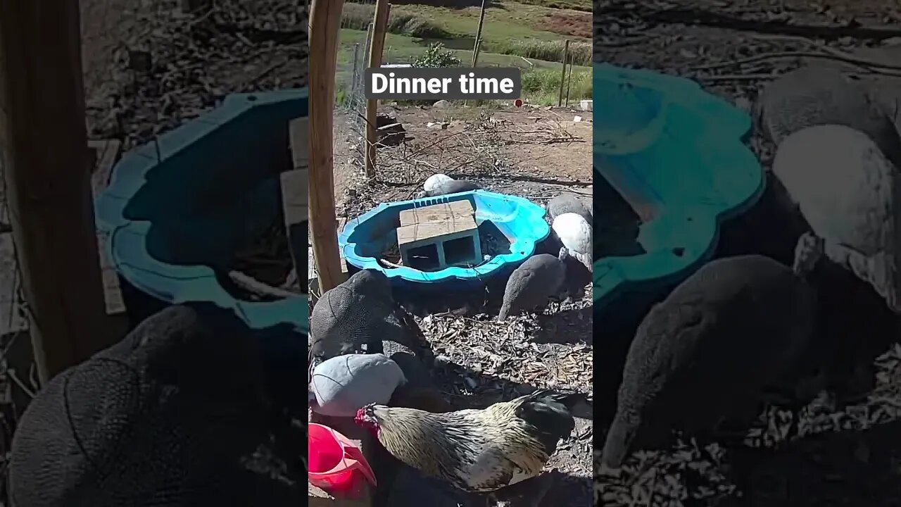 Farm surveillance. Guinea fowl