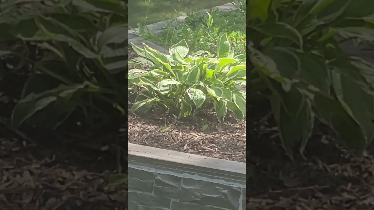 yard plant #shorts