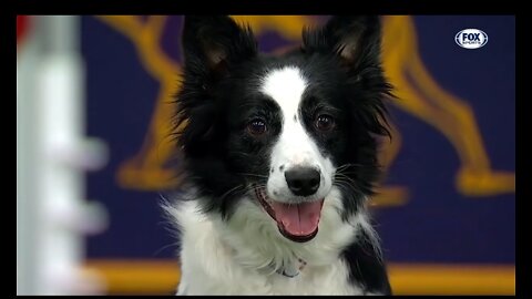 Watch 5 of the n'est WKC dog show moments