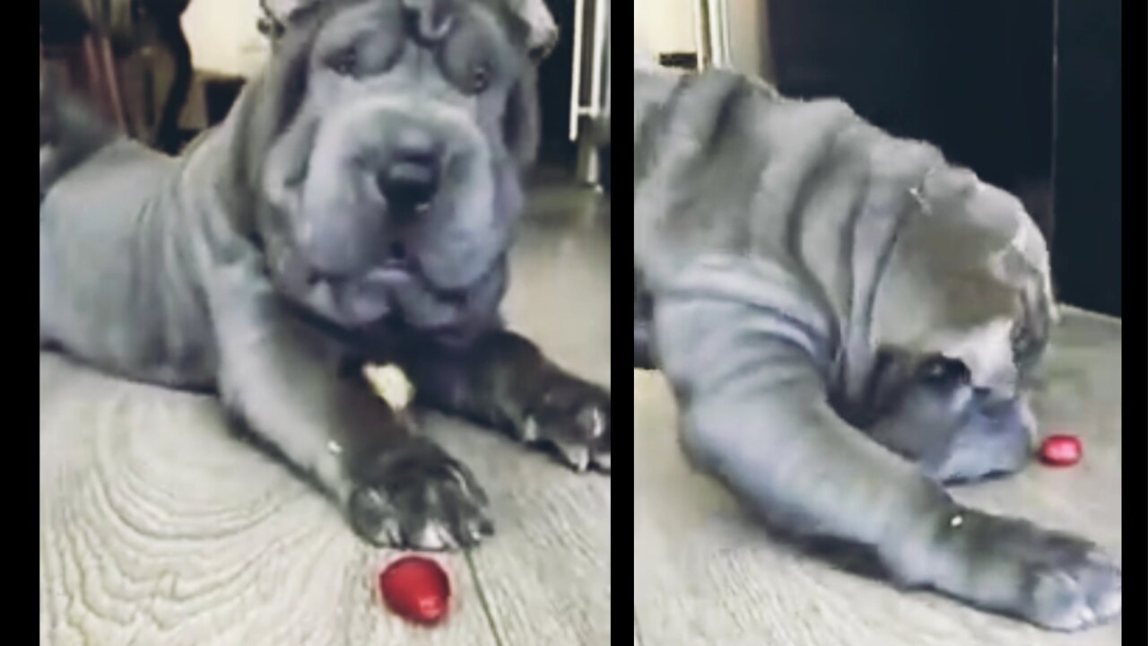 dog trying to catch the strawberry