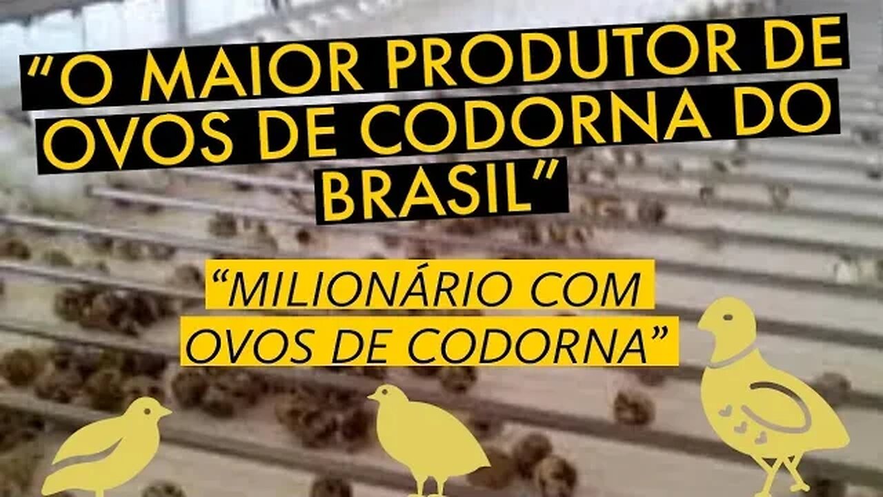 MAIOR PRODUTOR DE OVOS DE CODORNAS DO BRASIL / @viverdecodorna