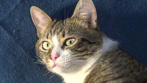 Cat Sleeps in a Funny Position