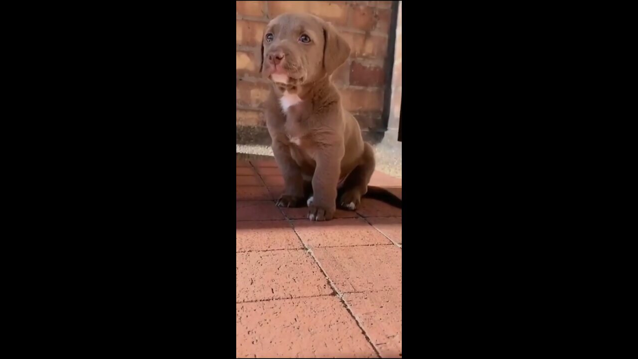 His cute sound !! Cutest puppy's sound you will ever listen