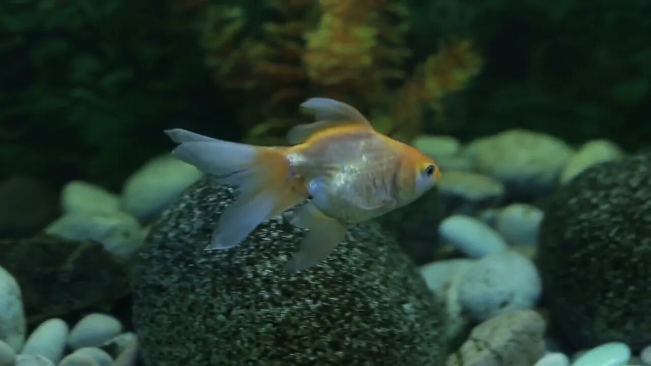 Exotic fishes in an Aquarium