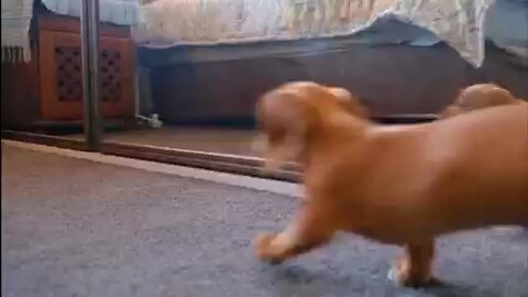 The dog is playing happily in the mirror.