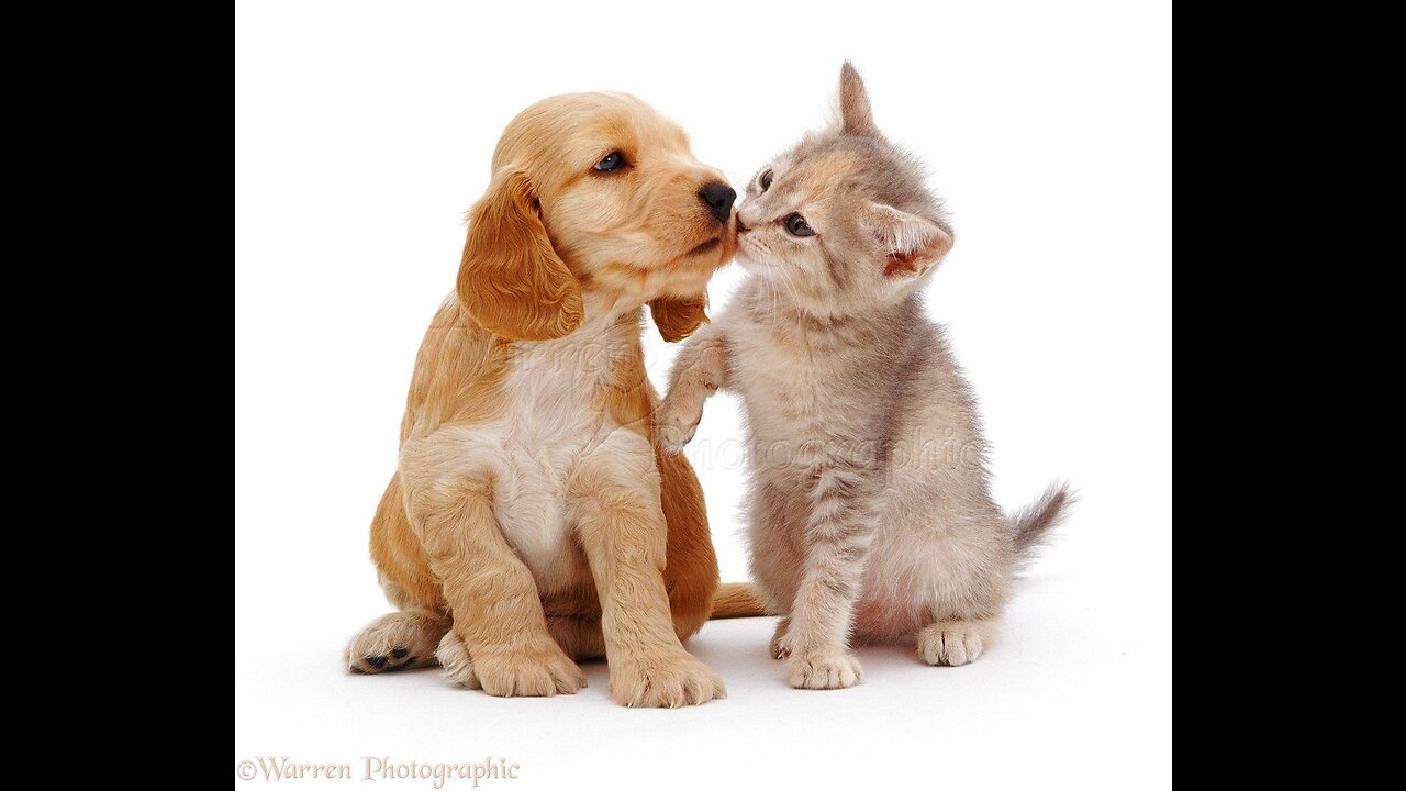 cute cat and funny dog