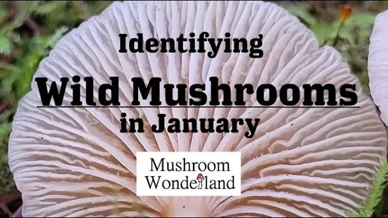 Identifying WILD MUSHROOMS growing in January - 2023