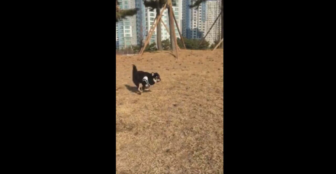 Running with Shiba inu