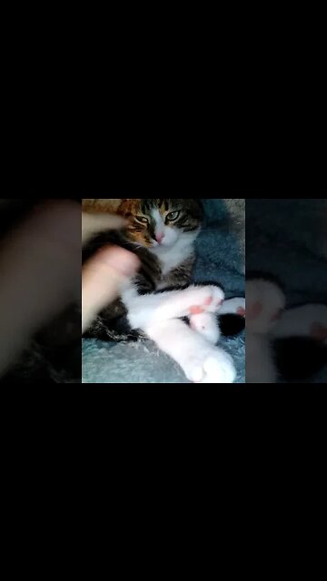 What's Up Kitty #shorts