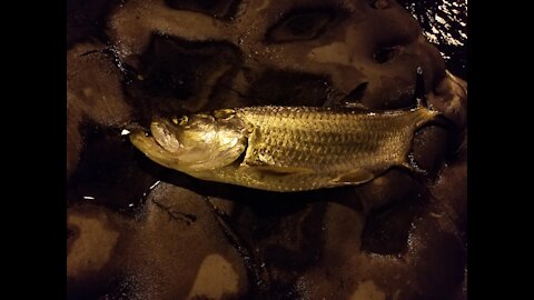 Baby Tarpon Night Fishing Indian River