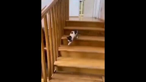 funny videos