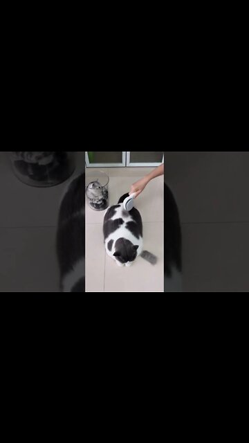 Funny Cats and Kittens Meowing Compilation&Baby Cats -Cute and Funny Cat Videos #shorts (3)