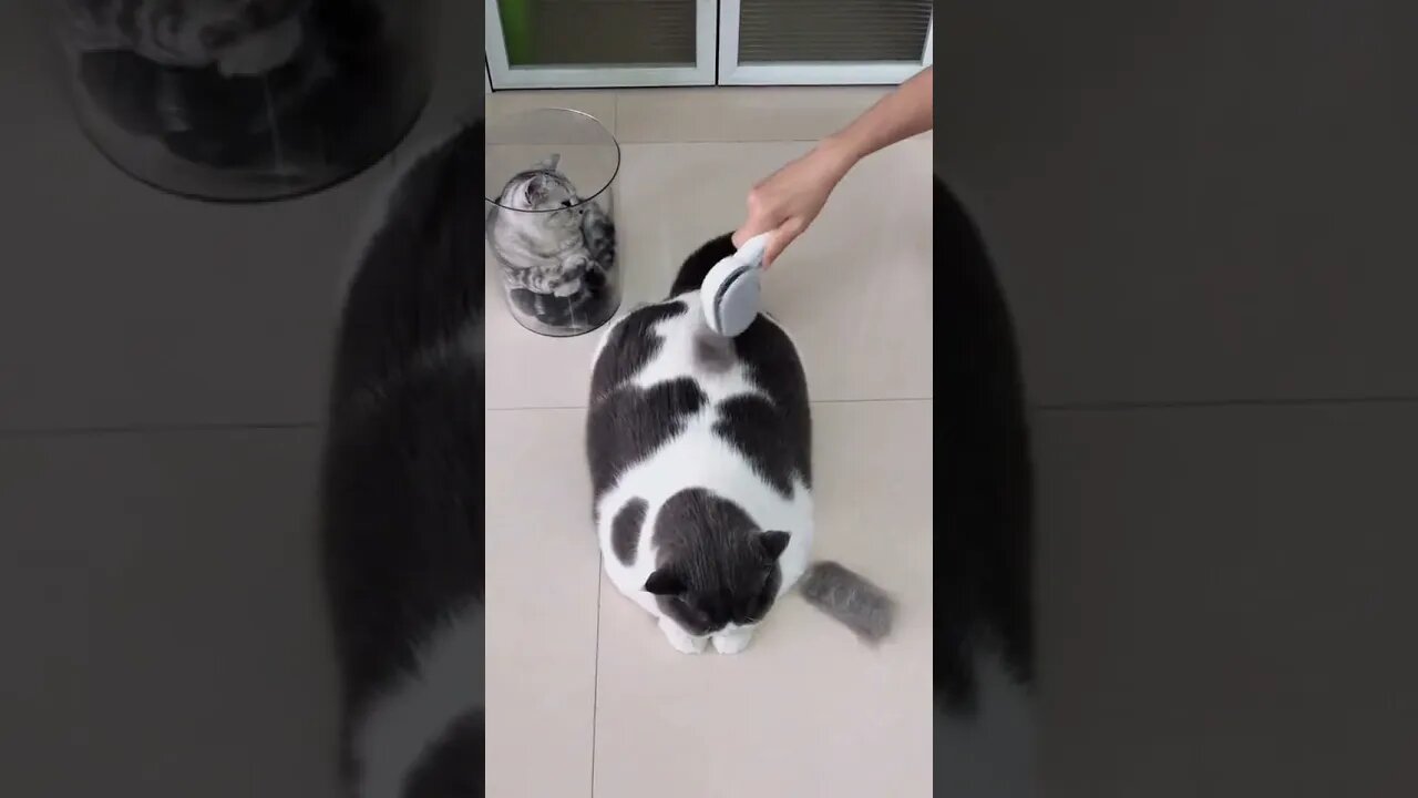 Funny Cats and Kittens Meowing Compilation&Baby Cats -Cute and Funny Cat Videos #shorts (3)