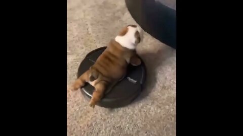 #shortscatsvideos #shorts cats videos #shortspetsvideos #shortspetsvideos #shortsanimalsvideos