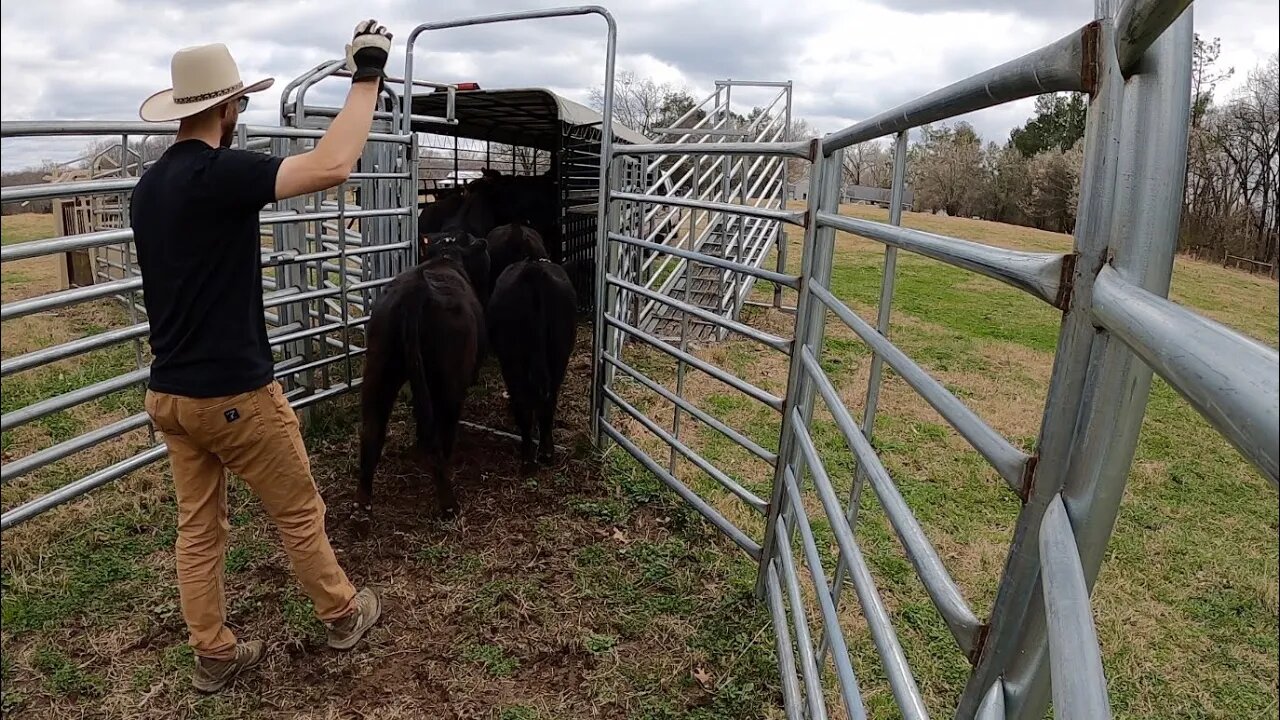 Haulin' cattle & corn!