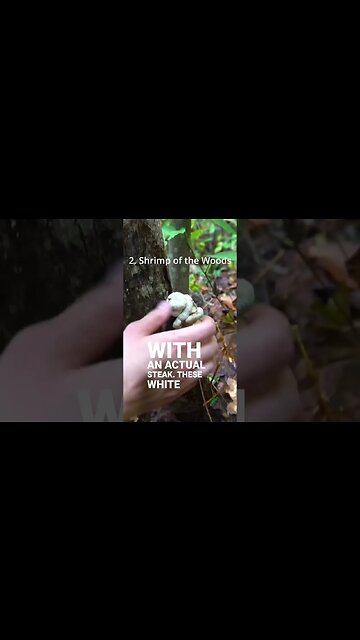 4 More Mushrooms that Taste like Meat!