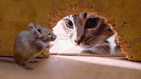 The Cat Created By A Mouse2021