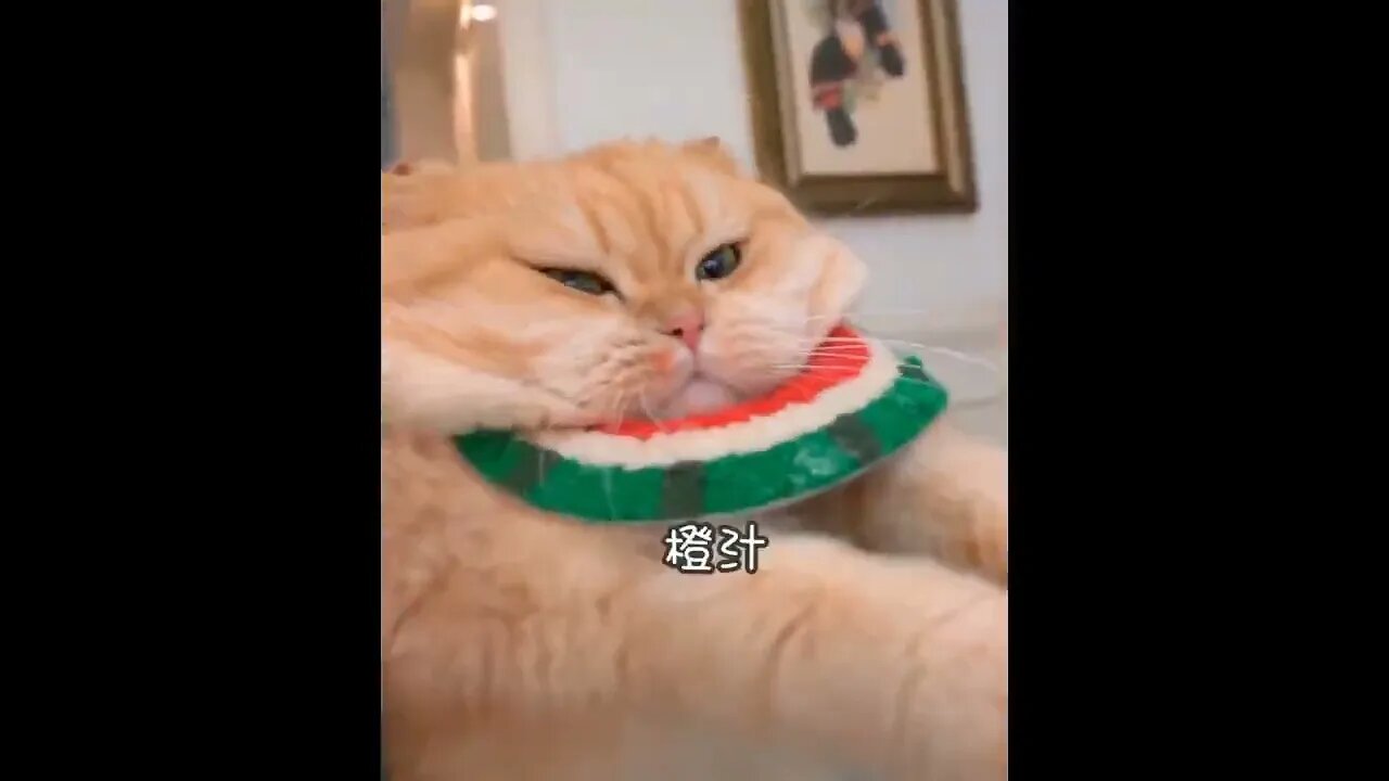 funny cats