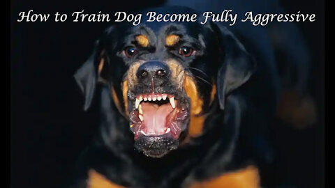 How to Train Dog Become Fully Aggressive