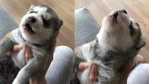 Cute Puppy Howling For the First Time