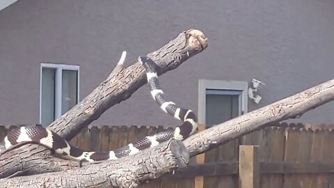 Columbine the King Snake at "Spring Training 2021" + Dove Spectator